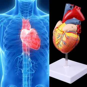 Demontat Anatomice Inima Omului Model De Anatomie Medical Instrument De Predare Dropship